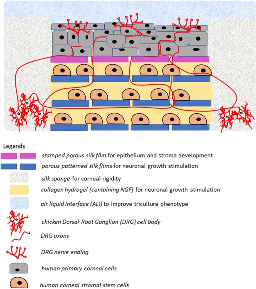 Schematic comparison of human corneal structure with 3D triculture model structure.